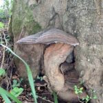 Bracket fungi between trunk buttresses of a beech tree fagus sylvatica causing decay Note moss on bark indicating clean air and healthy environment