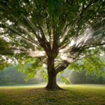 Dart Tree Large Oak Tree With Sunbeams Shining Through