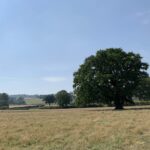 Dart Tree Lone Oak Tree Growing In a Rural Meadow