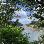 Dart Tree Planning Application Surveys to BS5837 for Developers and Architects