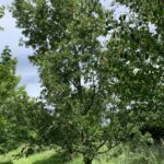 Early mature oak tree Quercus with severe canker probably Phytophthora fungal infection tree was rocking at the base trunk and a risk of main stem failure snapping to garden user