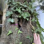 Holm Oak with a wound on the main stem decay present but no significant change since the last inspection three seaasons ago