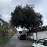Holm oak growing in Kingswear overhanging the public road and two houses
