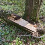 Tree damage surveyed by Darttree