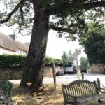 Oak tree Stoke Gabriel South Hams showing importance of regular tree inspections fungal fruiting body present at multiple points with a public bench high use target area