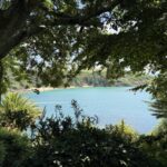 Oak tree framing the beautiful Kingsbridge estuary from a clients house in Salcombe Risk assessed for safety overhanging a popular busy road and footpath