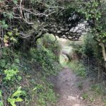 South west cost path near Stokenham and Slapton showing a wonderful tree tunnel shaped over many years of use by humans and nature
