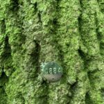 Thick lush moss grows on the bark ridges of this tree tagged as part of our development survey Tree constraints plan, arboricultural impact assessment, tree protection plan report