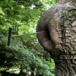Tree probe used to assess extent of decay in wounds on trees, the wound on the English oak looks not too bad but when probed has a deep decay into the main stem requiring felling