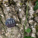 ree tags to identify trees which require remedial pruning after survey. Bark fissured and ivy can obscure defects, needs to be controlled to allow assessment for risk of harm