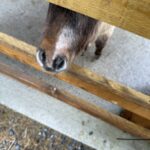 miniature pony saying hello to our arboricultural consultant surveying the trees next to her new stable